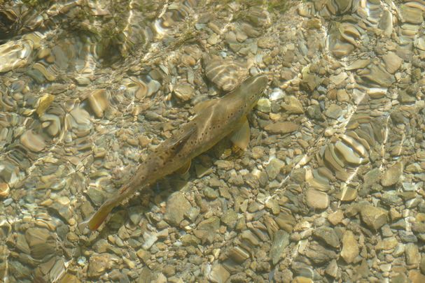 Bachforelle_Foto: Jan Ebert Bachforelle_Foto: Jan Ebert
