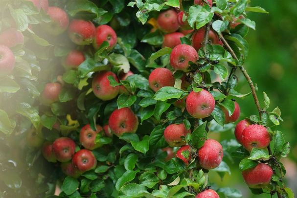 Wildapfel_Foto: Wolfgang Schödel Wildapfel_Foto: Wolfgang Schödel