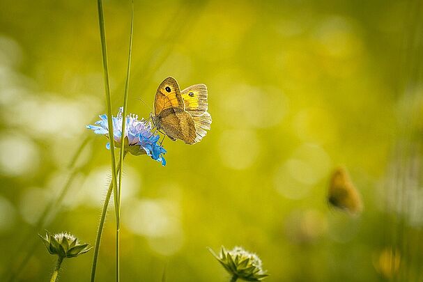 Schmetterling auf Scabiose_Pixabay