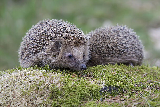 Igel, Erinaceus europaeus, Hedgehog Igel_Foto: Marcus Bosch