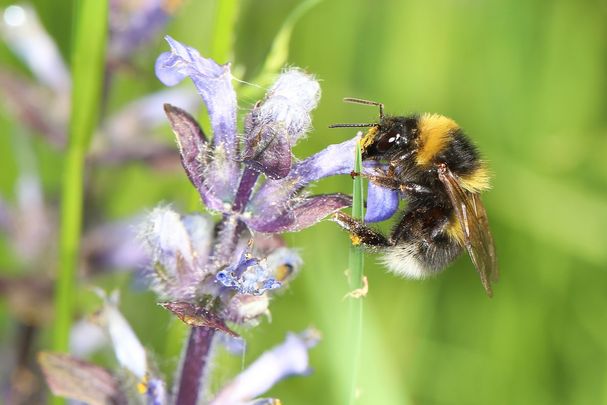 Hummel an blauer Blüte
